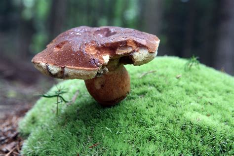 Wild Growing Mushrooms In The Forest Free Photo Download Freeimages