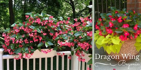 Bakers Village Garden Center Dragon Wing Begonia A Gorgeous Annual