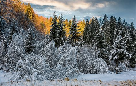 Pellinni Photography — Snowy Spruce Forest At Gorgeous Sunset 171712