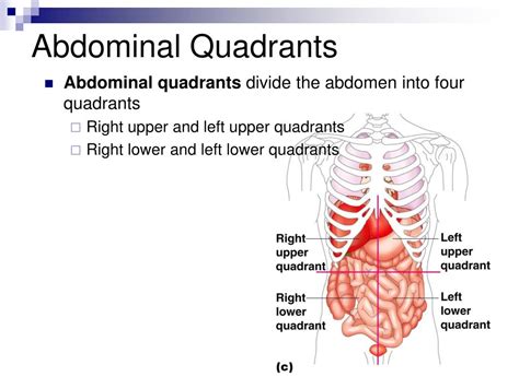 Quadrants Labeled Anatomy Abdominal Quadrants The Standard Position