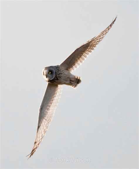 Short Eared Owl