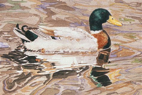 Mallard Duck Colored Pencil And Watercolor Painting And Drawing Flower