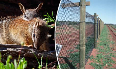 We love our animals very much and their safety comes first. Australia to build 115-mile electrified fence to protect ...
