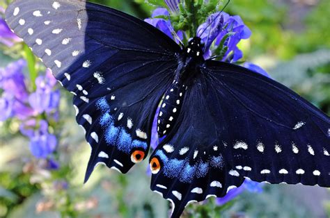 Pipevine Swallowtail Butterfly Wallpapers Wallpaper Cave