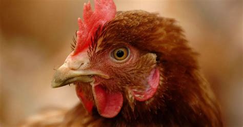 More Than Two Thirds Of Chickens Infected With Campylobacter Wales Online