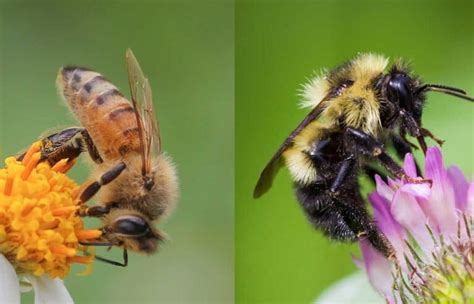 Honey Bee Vs Bumble Bee 13 Differences Explained Bee Professor