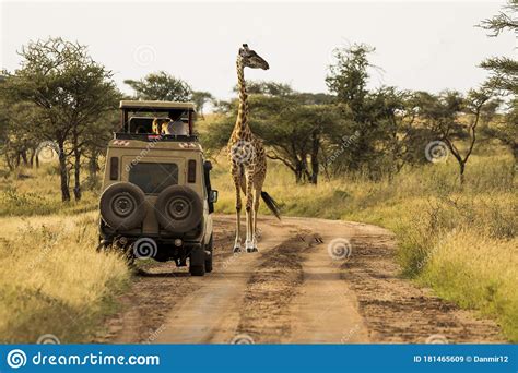 Giraffe With Trees In Background During Sunset Safari In Serengeti