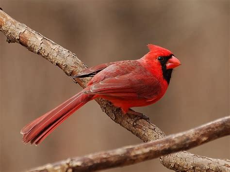Cardinal Profile Photograph By Edward Loesch