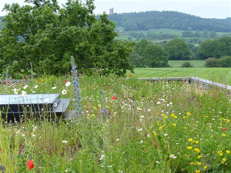 Meadow On My Roof Sedum Roof Green Roof Planting Green Roof