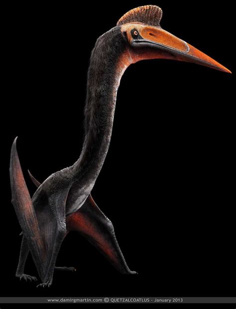 Quetzalcoatlus Dinosaurs Pictures And Facts