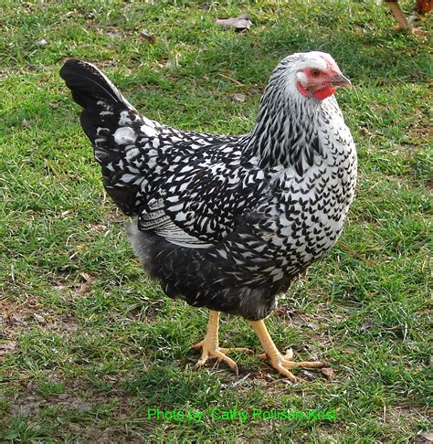 Silver Laced Wyandotte Chickens Silver Lace Net Wyandotte Hen