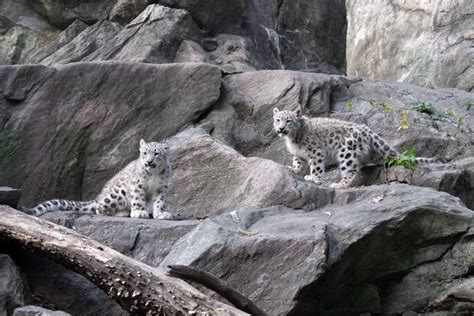 See It Snow Leopard Cubs Make Their Debut At Bronx Zoo New York