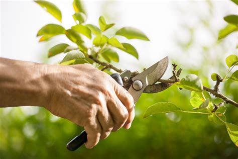 What Is Pruning Importance Benefits And Methods The Gardener Info