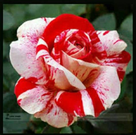 Terbaru 15 Bunga Mawar Tercantik Gambar Bunga Hd