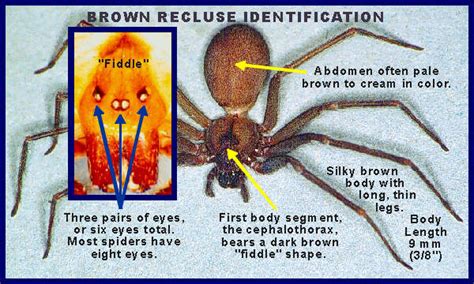 Brown Recluse Identification Recchart Department Of Entomology