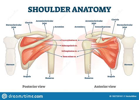 Shoulder Anatomy Vector Illustration Labeled Skeleton And Muscle