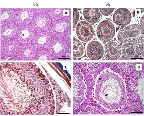 Böylece yemin edilirken, testisler erkeğin gücüne ve yiğitliğine. Photomicrographs of rat testis in the experimental groups ...