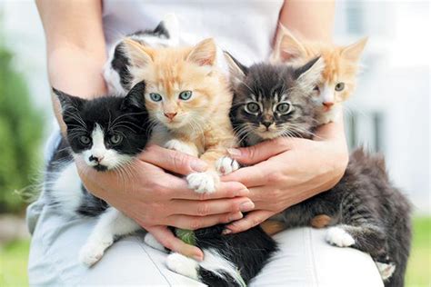 Five Kittens Being Held In A Persons Arms Cats Cat Breeds Cat Facts