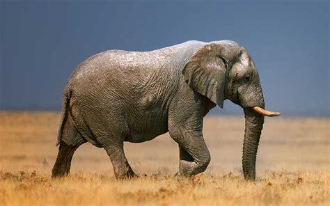 Elefante Africano Características Bioenciclopedia