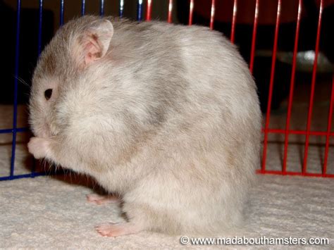 Long Haired Sable Roan Female Funny Hamsters Hamster Syrian Hamster