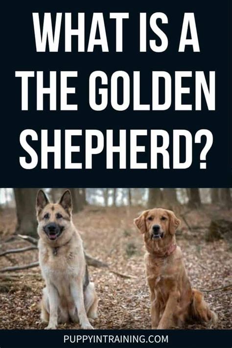 Golden Shepherd Complete Guide To The Golden Retriever German Shepherd Mix