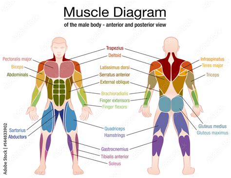 Muscle Diagram Most Important Muscles Of An Athletic Male Body