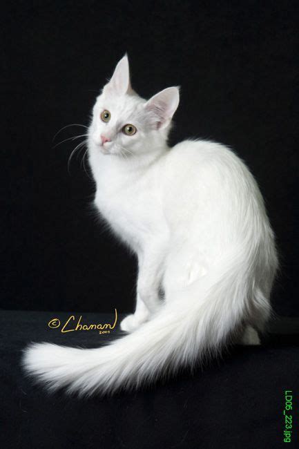 Angora Siamese Cat British Shorthair