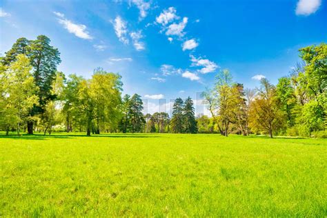 Green Park Forest With Green Trees Stock Image Colourbox