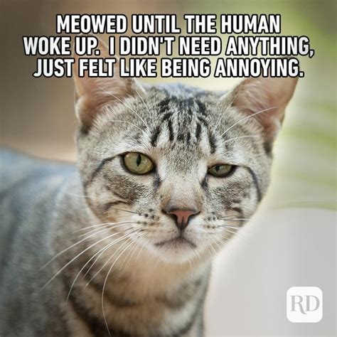 60 Cat Memes You Ll Laugh At Every Time Reader S Digest