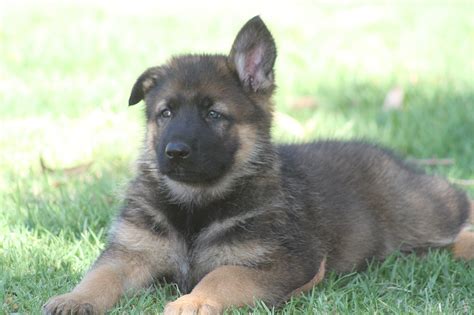 German Shepherd Puppies Large Old Style For Sale Nsw Sydney