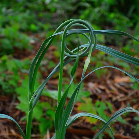 Thresh Farmstead Wild Garlic Scapes Thresh Seed Co