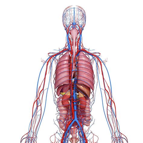 Male Anatomy Diagram Rear View Human Male Anatomy 3 4 Figure Muscular