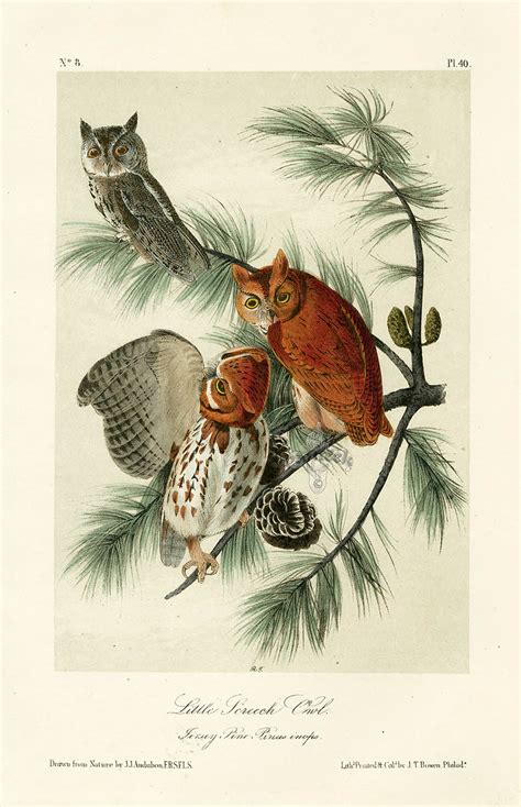 Audubon Bird Prints From Birds Of America 1st Octavo Edition 1840 1844