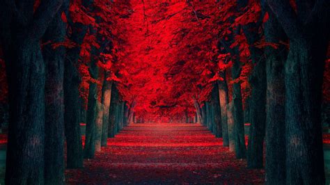 Download Red Trees Pathway Hd Wallpaper Fullhdwpp Full By