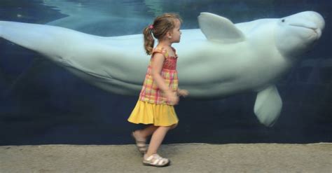 Say Ahh Beluga Whale Appears To Swallow Girl 3