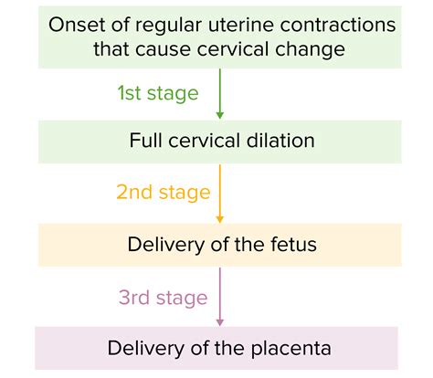 Stages Of Labor Diagram
