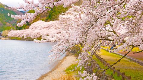 Khám Phá Hoa Anh đào đẹp Nhất ở Nhật Bản Nơi đẹp Nhất Trong Mùa Hoa