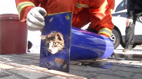 Cat Stuck In Narrow Pipe Rescued By Firefighters