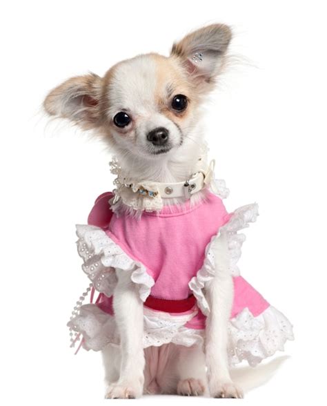 Premium Photo Chihuahua Puppy In Pink Dress 6 Months Old