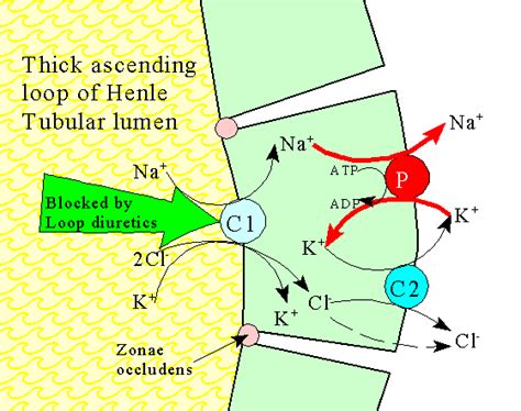 Why not just high efficiency diuretic? low ceiling: Low Ceiling Diuretics Definition | www.Gradschoolfairs.com