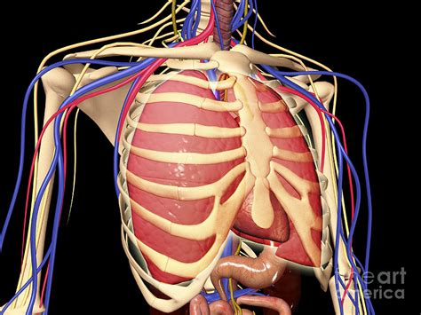 Rib Cage With Lungs Rib Cage Internal Organs Human Anatomy Stock