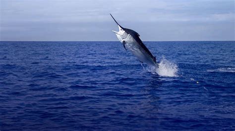 Aruba Fishing Charters Best Deep Sea Fishing In Aruba 2022