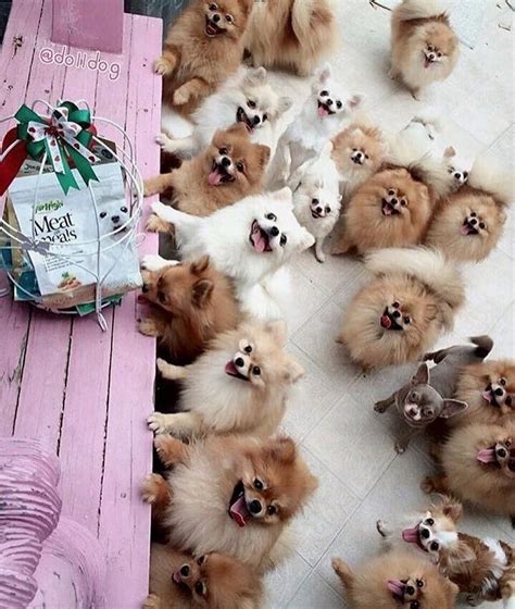 Squad Goals Double Tap To Follow Us Thedailypomeranian For More