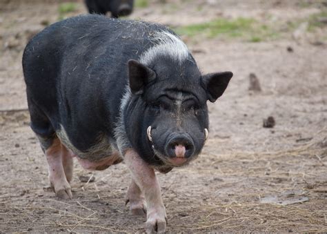Adult Pot Bellied Pig Saveena Aka Lhdugger Flickr