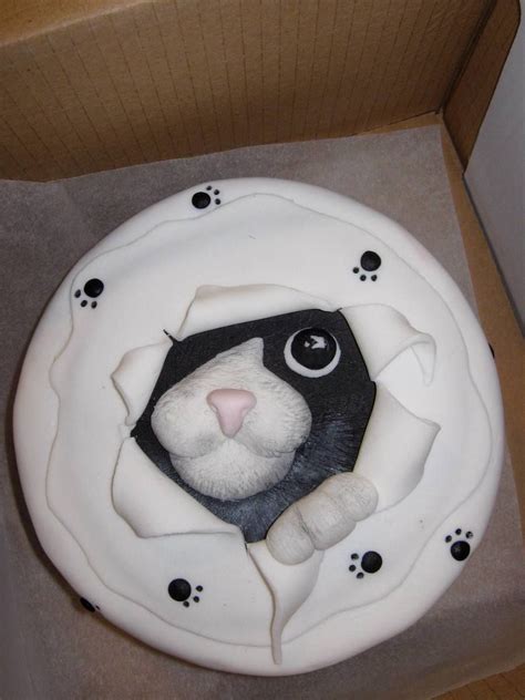 See more ideas about cat cake, cupcake cakes, cake. Pin on Lily's birthday
