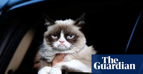 The Greatest Frown In Town Grumpy Cat A Life In Pictures Life And