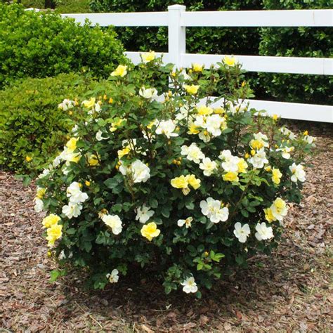 Sunny Knock Out Roses For Sale
