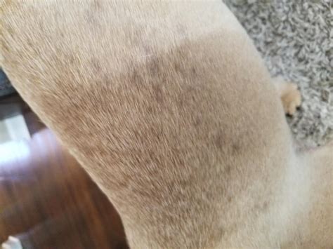 My Dog Had Some Small Discoloration Spots On Her Fur She Is Tan And