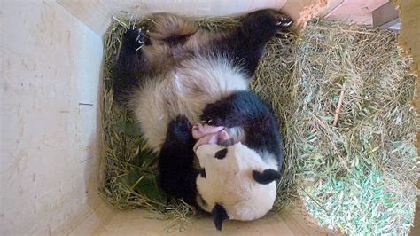 Panda Nachwuchs In Schönbrunn Es Sind Zwillinge Gesellschaft