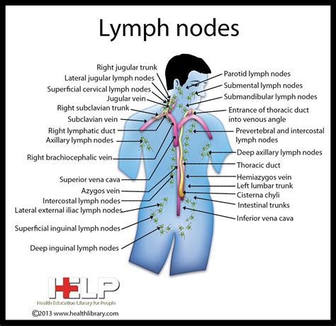 Human Lymph Node Location Chart